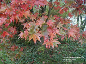 Acer palmatum 'Ozakazuki'